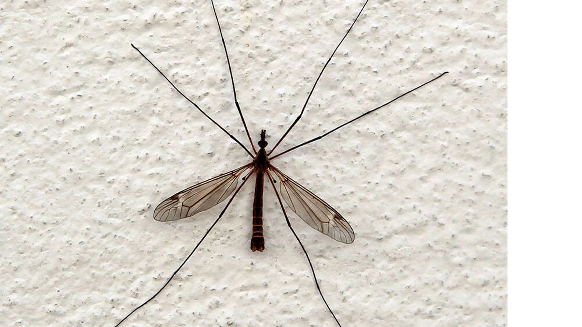 La importante diferencia entre los mosquitos y las típulas: unos pican y otros no