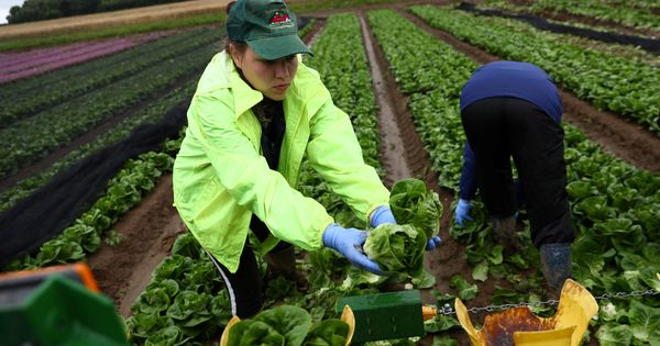 Foto: Trabajadores inmigrantes, en una granja de Kent, Reino Unido. (Reuters)