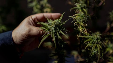 Sanidad inicia el trámite para regular el cannabis medicinal
