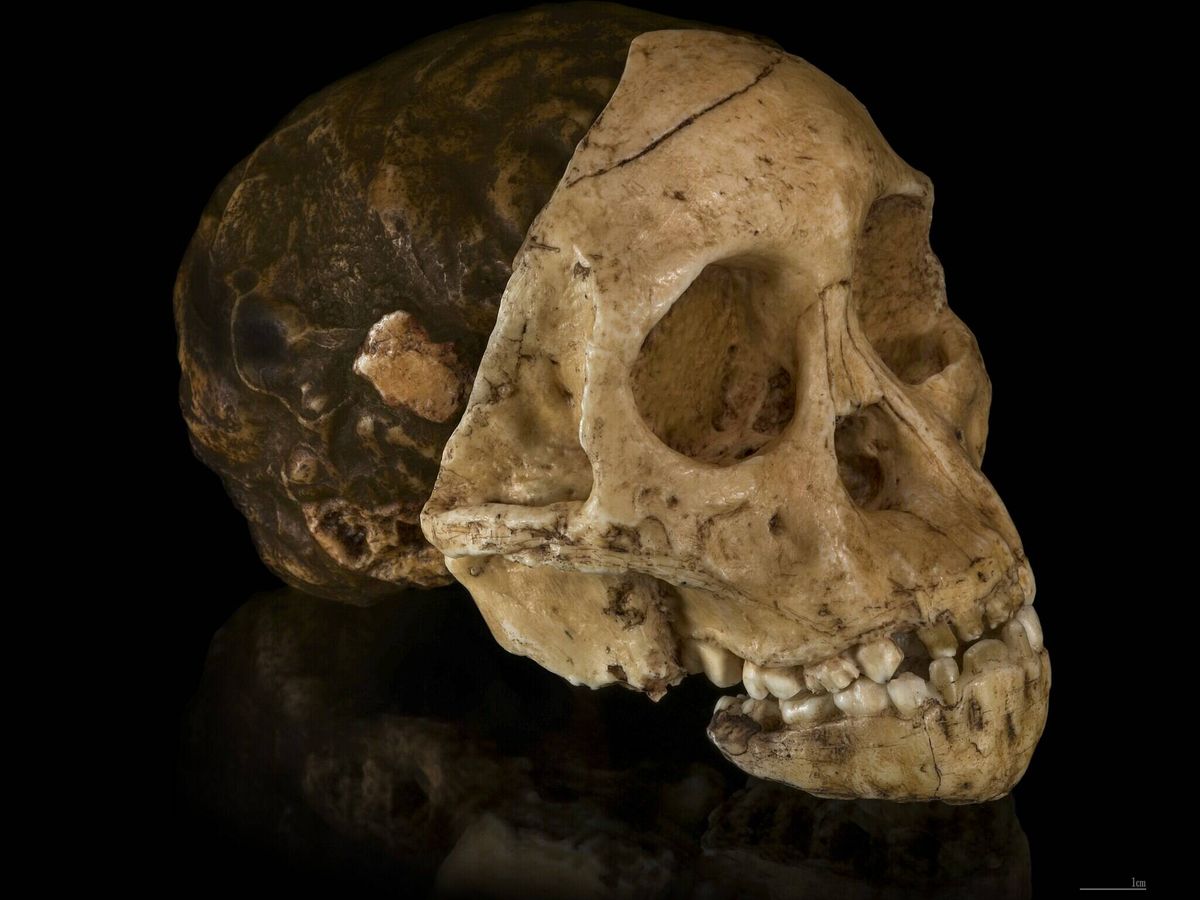 Foto: Cráneo del niño de Taung encontrado en Sudáfrica en 1924 (Creative Commons) 
