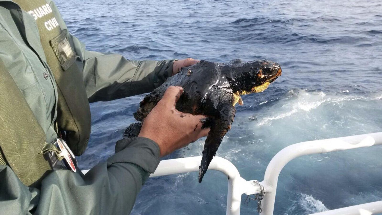 Foto: Rescatada en la zona del barco ruso una tortuga impregnada de combustible (EFE)