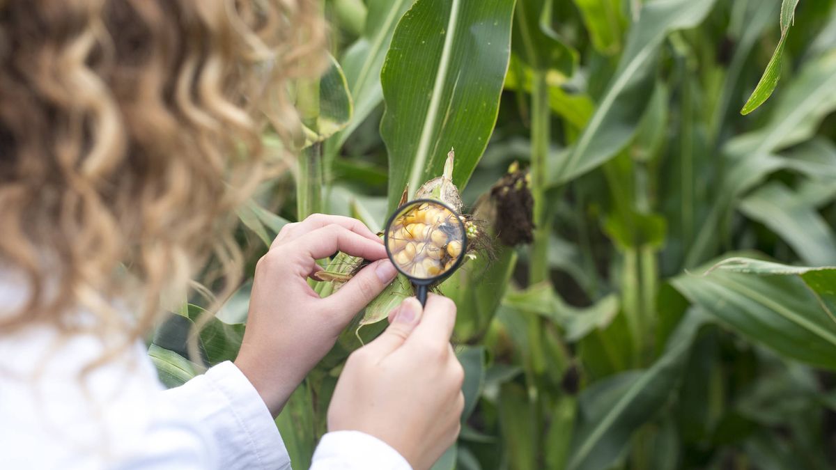 Cuidado con las aflatoxinas, un tóxico natural producido por el moho