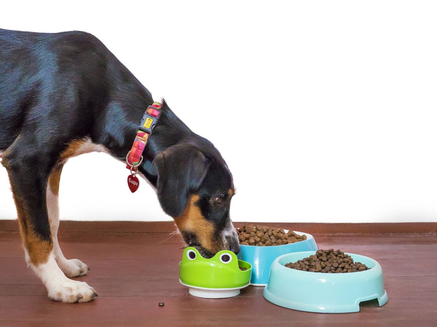 Un perro prueba distintos tipos de comida.