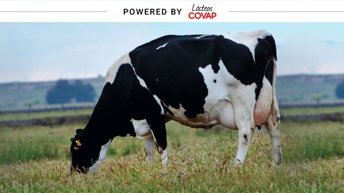 Kilómetro cero en la industria láctea: "Las granjas están a menos de 20km de la planta"