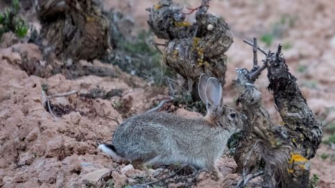 ¿Qué está pasando con los conejos? La nueva plaga del campo español