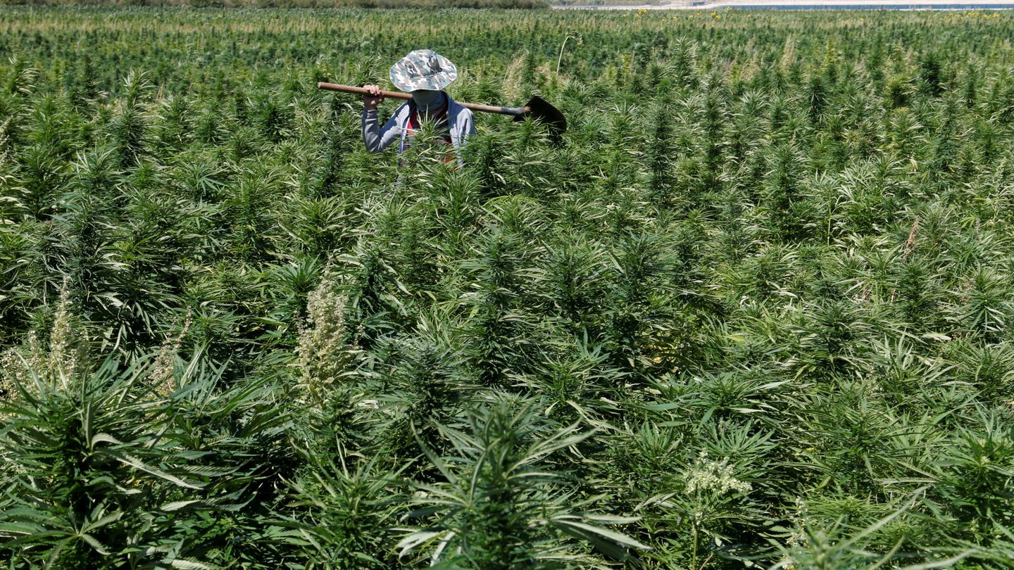 Plantación de cannabis en el Líbano. (Reuters)