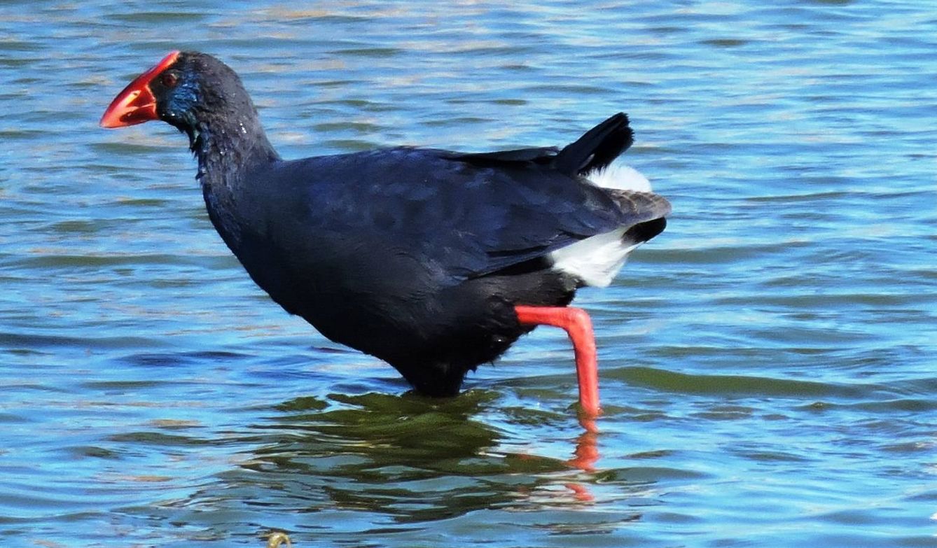 Calamón común. Las aves acuáticas desaparecen de Doñana. (Jose Luis Gallego)