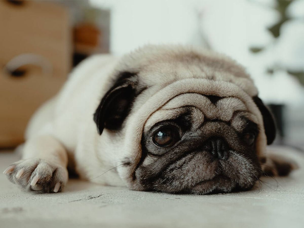 Los perros también lloran, pero no como te imaginas. Descubre cómo y por  qué lo hacen