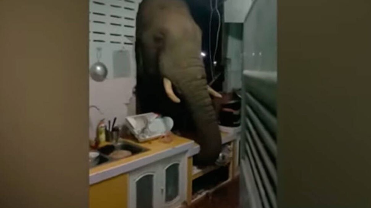 El elefante en la habitación (literal): derriba un muro para comerse el arroz de una familia