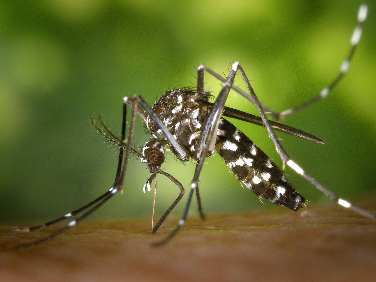 Foto: Un ejemplar de mosquito tigre pica a una persona. (Pixabay)