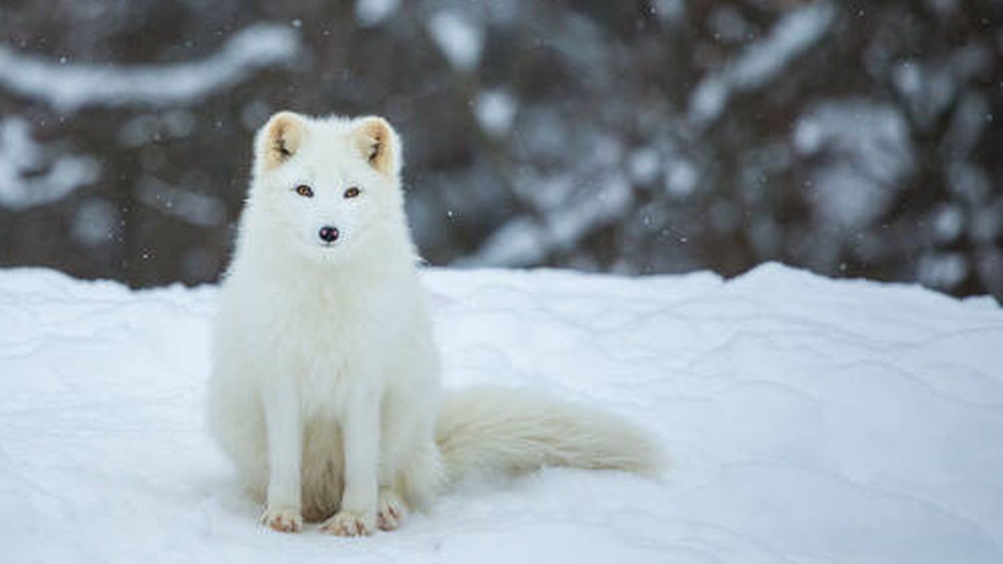 El zorro polar es una especie amenazada