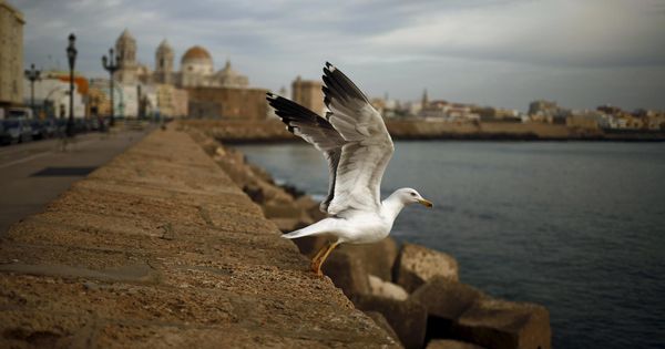 Foto: La preciosa ciudad de Cádiz ha enamorado a los periodistas de The New York Times (Reuters/Jon Nazca)