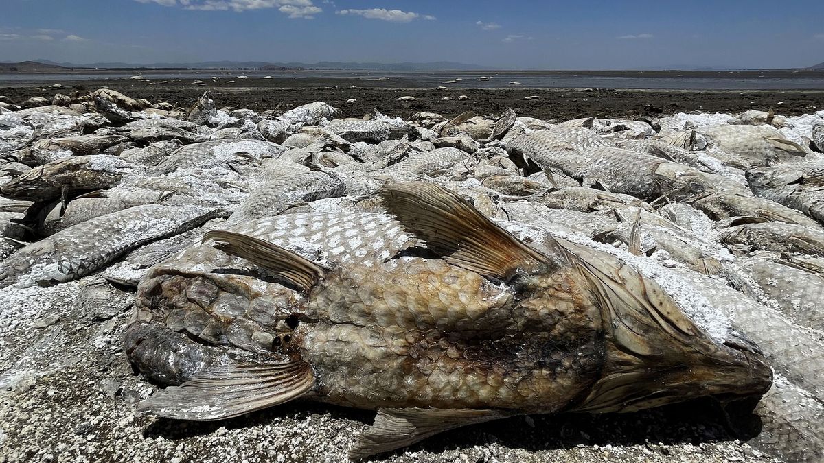 Centenares de peces muertos tras el vertido químico en el parque fluvial de Besòs 