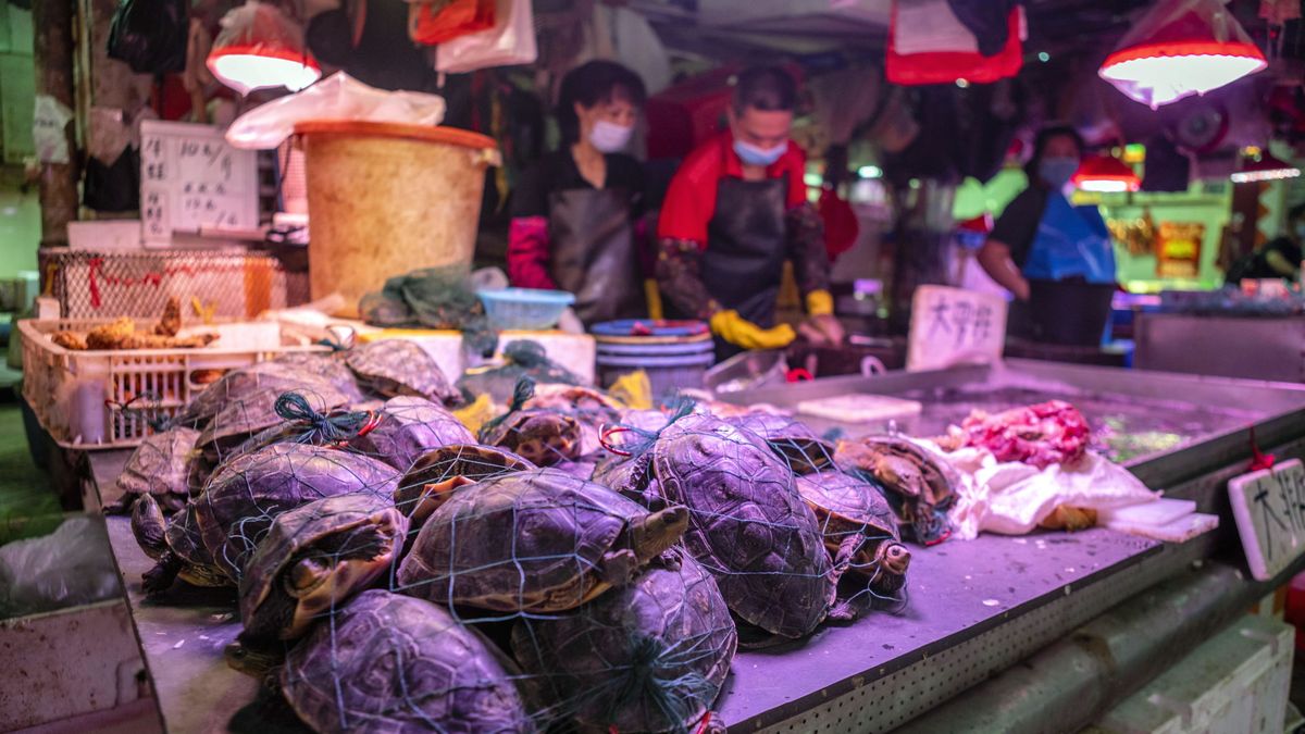 China empieza a dar subsidios para erradicar el tráfico de animales salvajes tras el covid-19