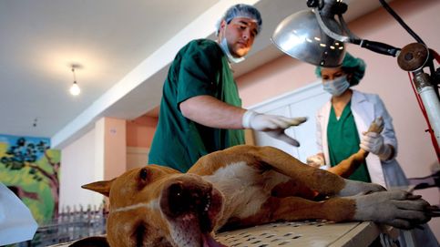 La precaria vida de los veterinarios, los licenciados peor pagados de España