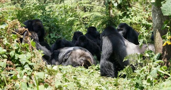 Foto: Un grupo de gorilas se reúne junto a un miembro de su grupo fallecido (Foto: Fundación Dian Fossey)