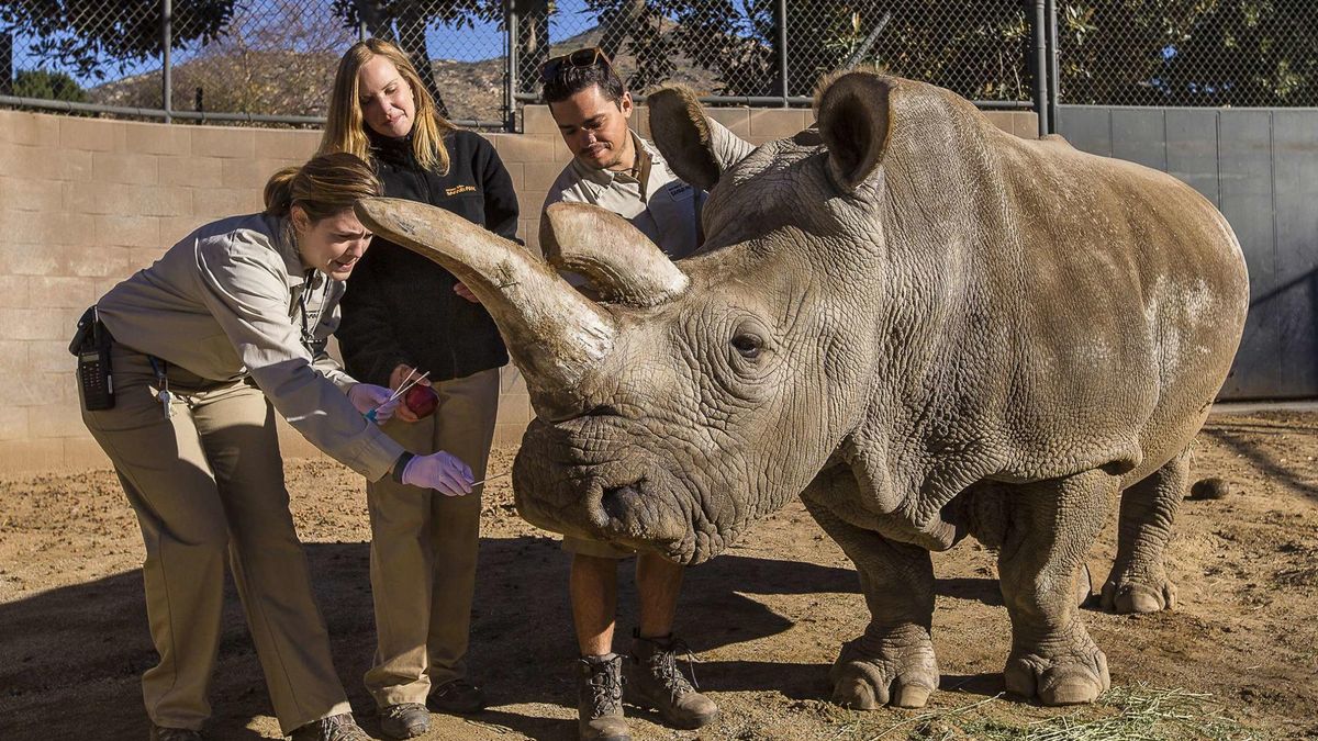Muere Nola, la última rinoceronte blanco que vivía fuera de África