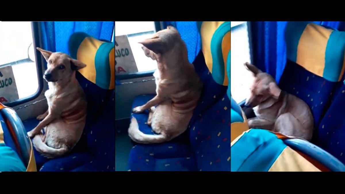 El vídeo viral de un perro que subió a un autobús y se sentó como un pasajero más