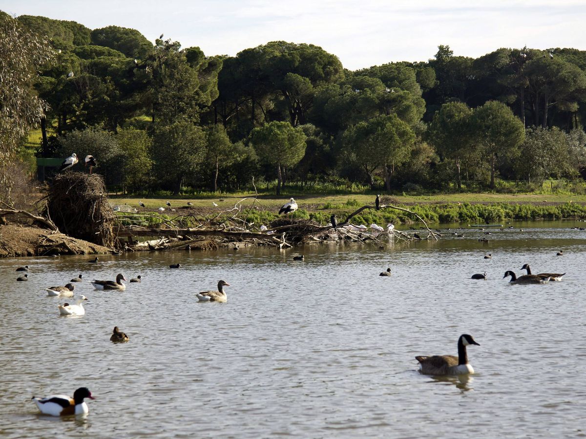 Foto: Este parque no muy conocido de Sevilla es un refugio contra el calor: está lleno de agua y zonas verdes y es ideal para el verano (EFE/Jupe)