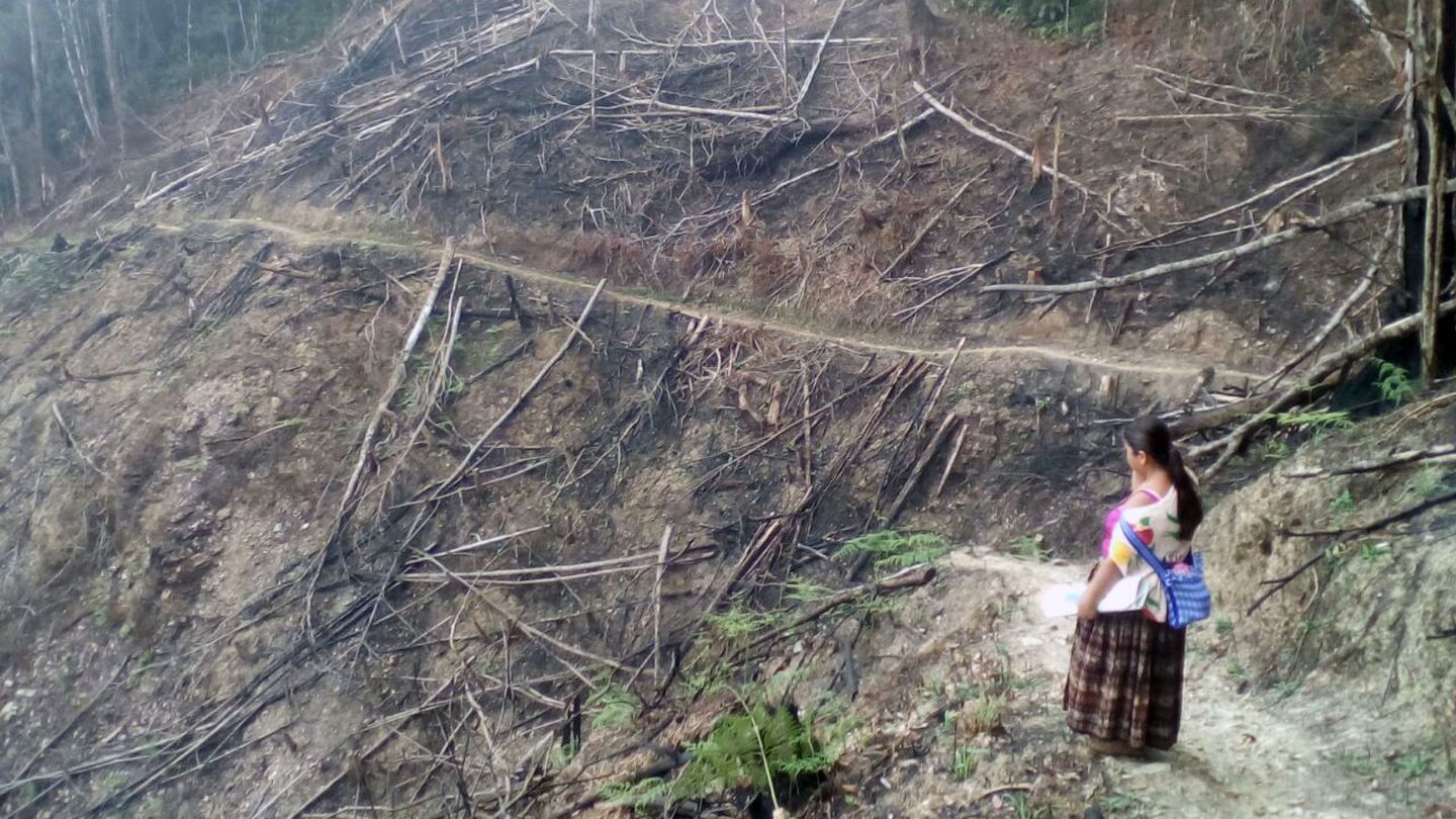 Selva calcinada por un incendio climático en Petén, Guatemala. (EFE/CNAP)
