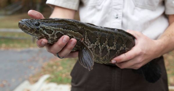Foto: Cabeza de Serpiente, el pez que respira fuera del agua y al que temen los expertos. (Pixnio)