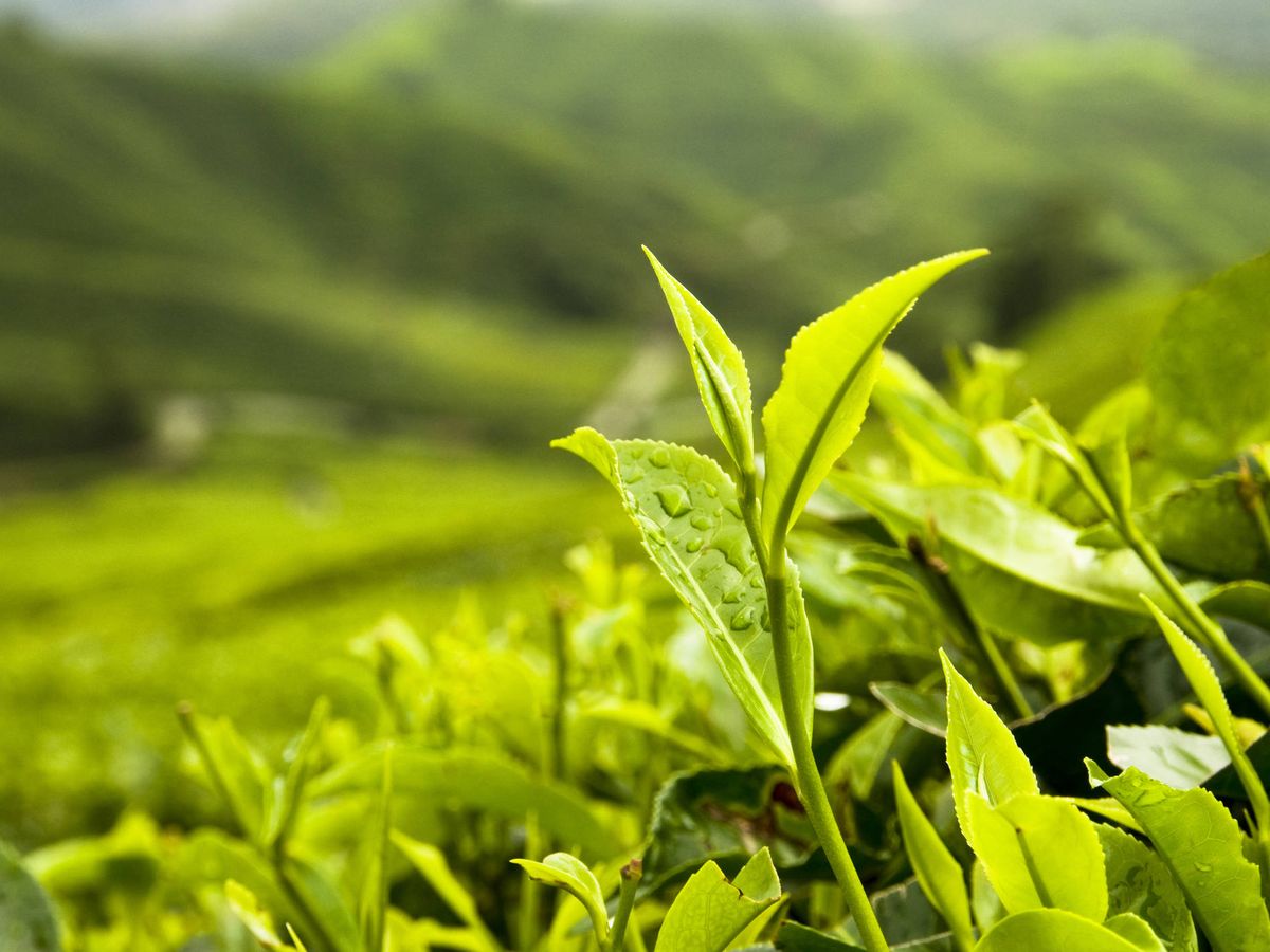 Foto: Plantas de té