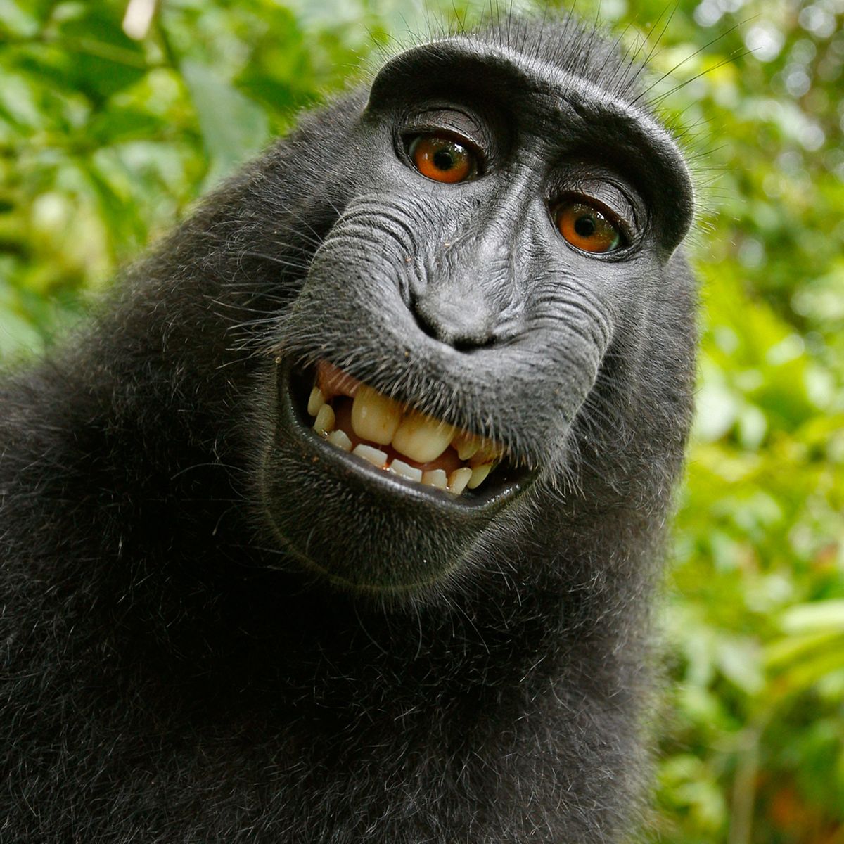El 'selfie' del mono que desencadenó una batalla legal por los derechos de  autor