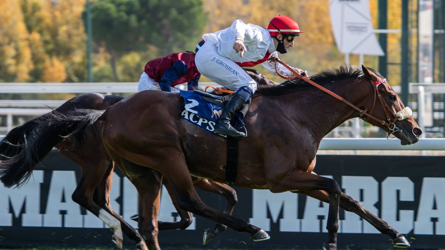 Imagen de Danko, el caballo de Álvaro Odriozola, el 18 de octubre de este año cuando venció en un Gran Premio del Hipódromo de la Zarzuela. (Cortesía)