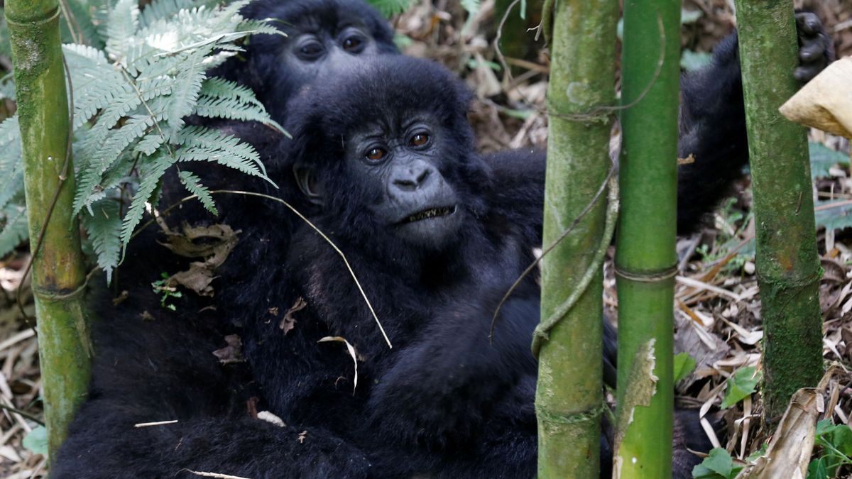 El covid amenaza a los gorilas de un parque nacional de Ruanda