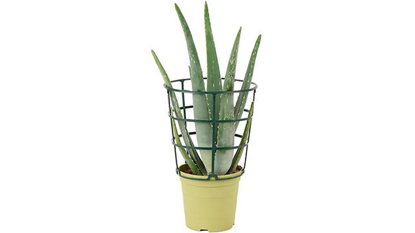 Aloe Vera en maceta de 13 cm