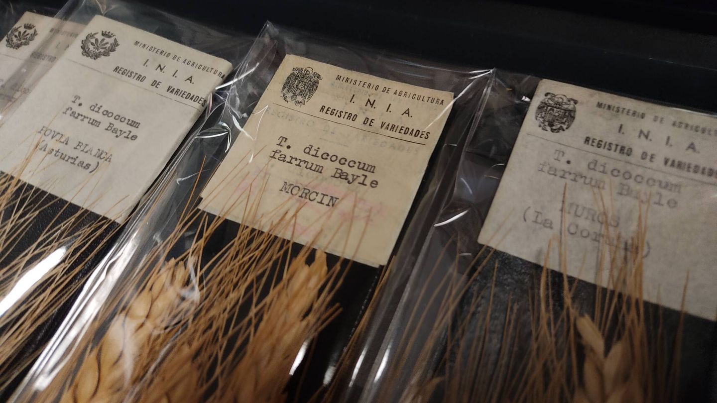 Antiguos ejemplares de trigo que aún conservan en el inventario.