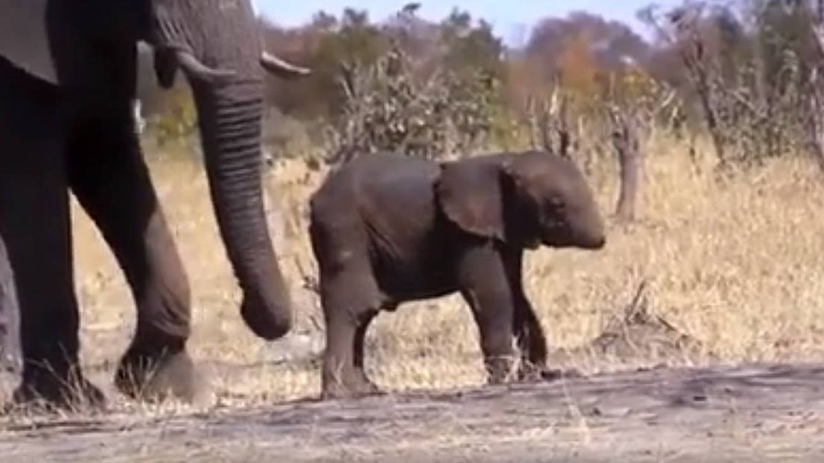 Graban a un bebé elefante sin trompa en un parque nacional de Sudáfrica