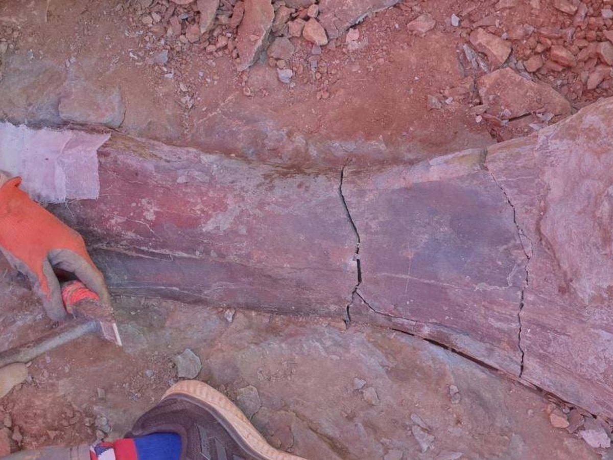Foto: Hallan un nuevo yacimiento con restos de dinosaurio saurópodo en Morella (Foto: José Miguel Gasulla)
