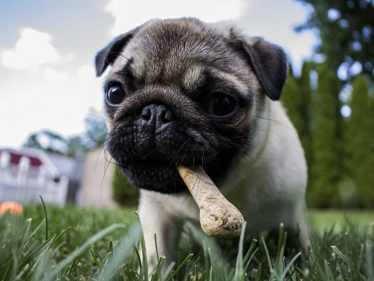Foto: Un perro mastica comida en forma de hueso. (Pixabay)