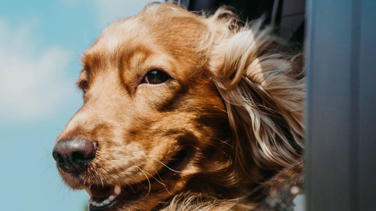 Las ciudades más dog friendly de España para pasar las vacaciones con tu mascota