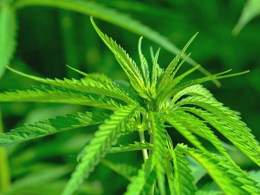 Foto: Plantas de cannabis de la modalidad 'sativa'. (Pixabay)