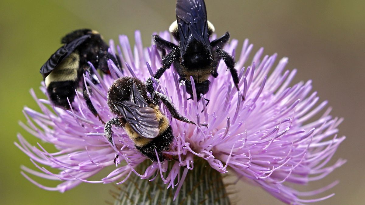 Los humedales podrían ser clave para salvar a las abejas 