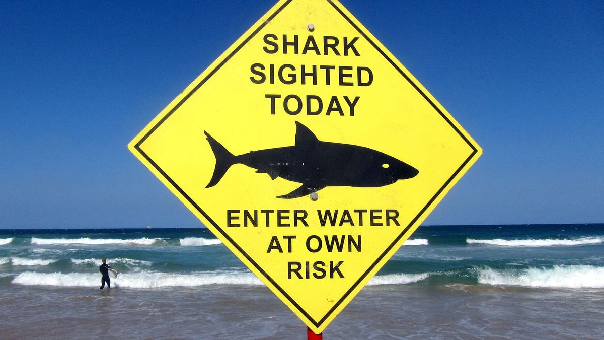 Sídney reabre sus playas tras el primer ataque mortal de un tiburón blanco desde 1963