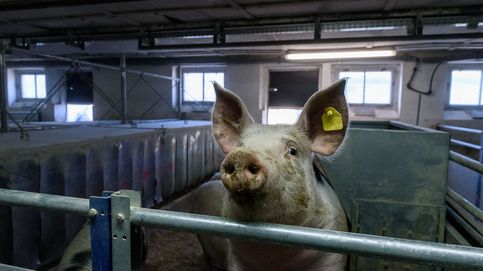 La peste porcina que tumbó el mercado chino se acerca a las granjas españolas