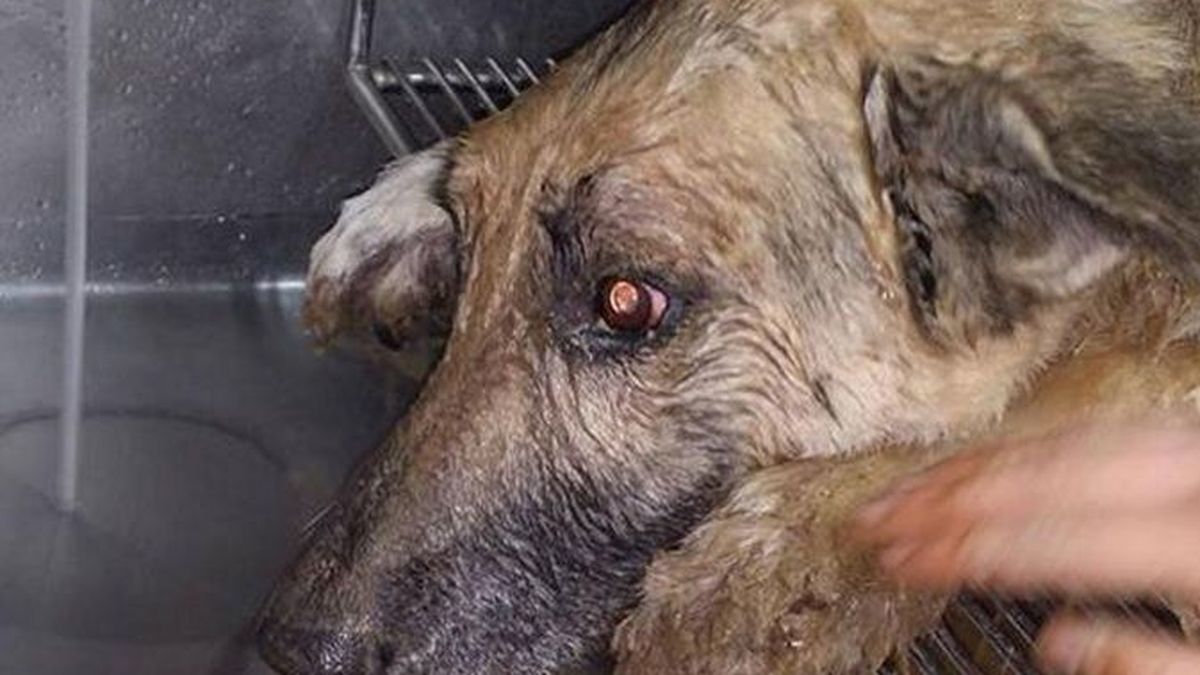 Un perro sobrevive después de pasar tres días enterrado vivo