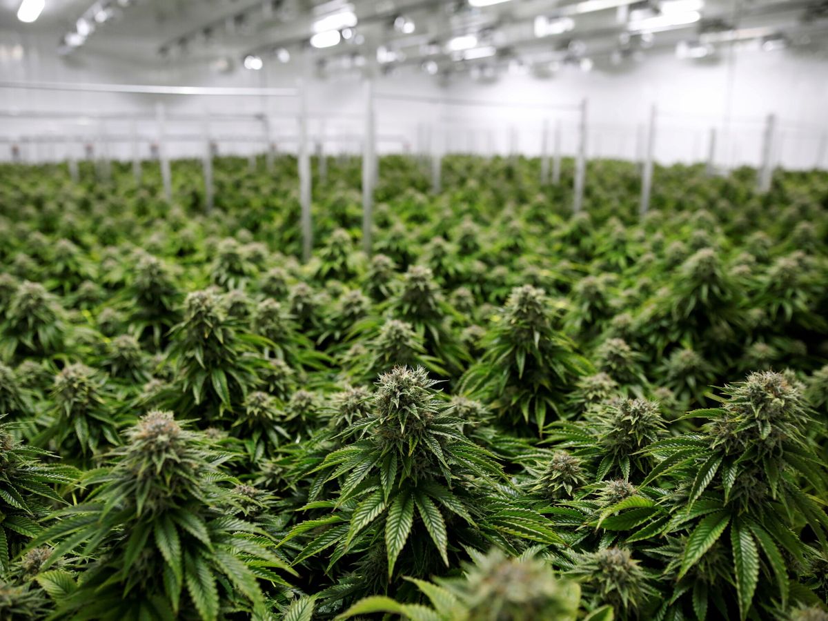 Foto: Fotografía de archivo de una plantación de marihuana. (Reuters/Blair Gable)