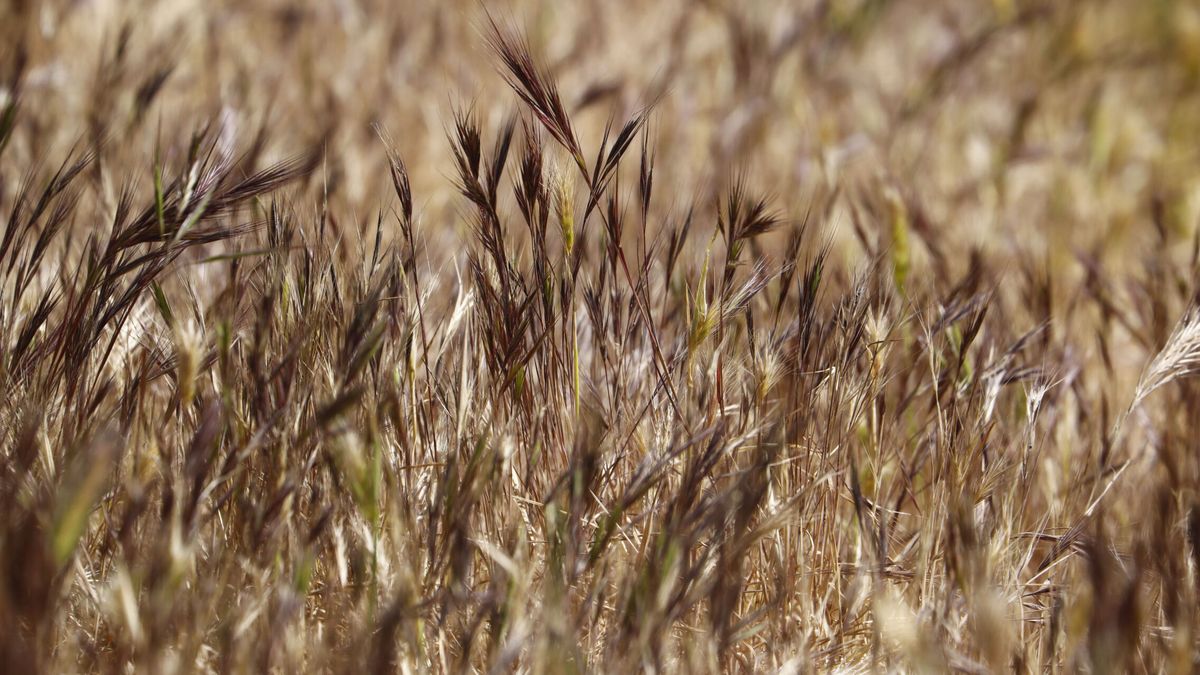 Sequía, primer aviso: el rendimiento y la productividad agrícolas ya se hundieron en 2022
