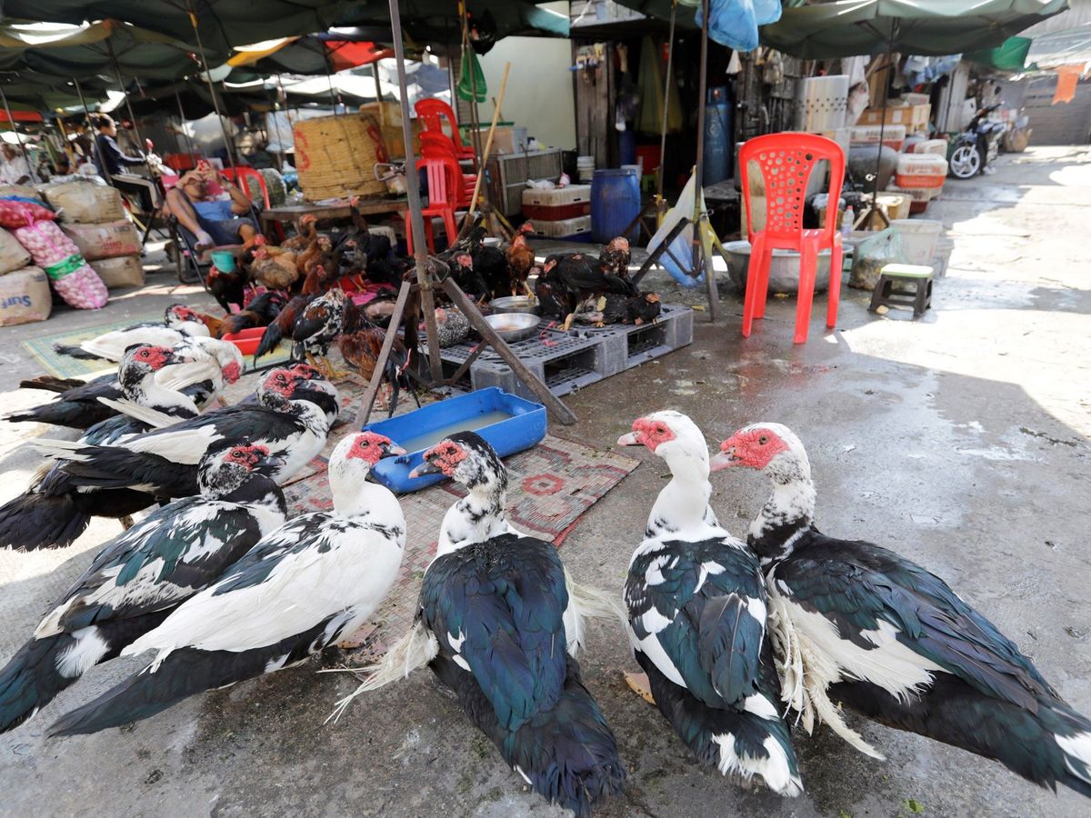 Foto: Varias aves a la vetna en un mercado de Camboya. (EFE)