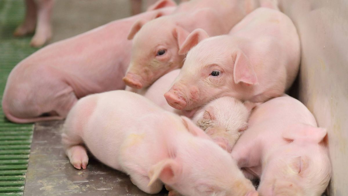 La otra cara de las granjas de cerdos: cómo salvar un pueblo en peligro de extinción