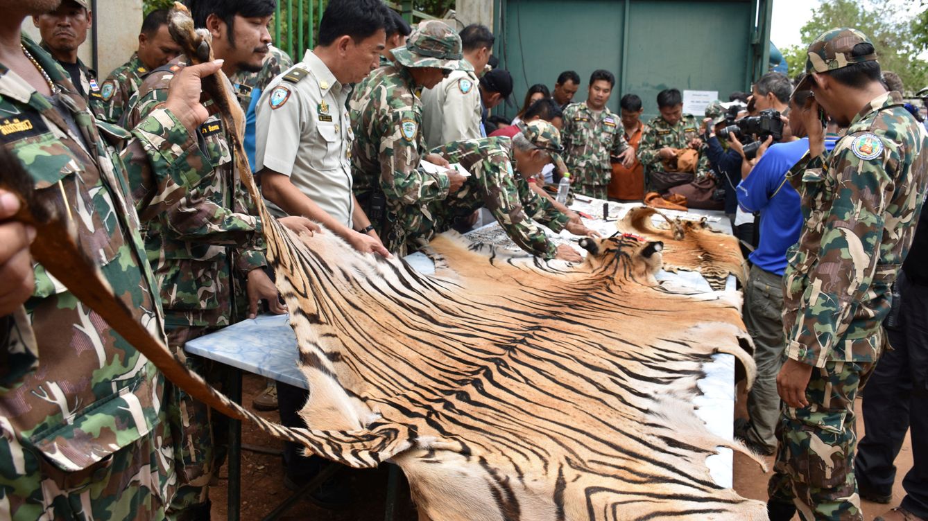 El ejército tailandés despliega una piel de tigre encontrada durante el desmantelamiento del Tiger Temple, en junio de 2016. (Reuters)