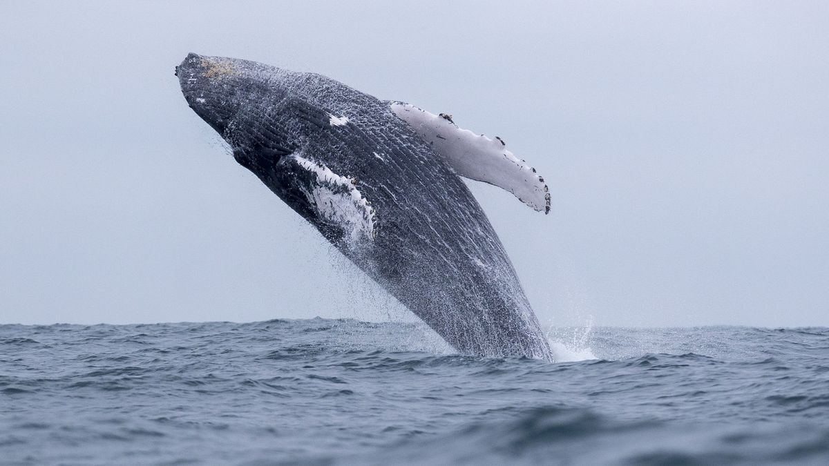 Descubren que las ballenas alertan a sus crías del peligro mediante 'susurros'