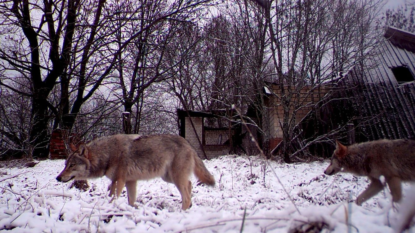Foto: Los lobos deambulan libres por la zona de exclusión de Chernóbil. (REUTERS/Vasily Fedosenko)