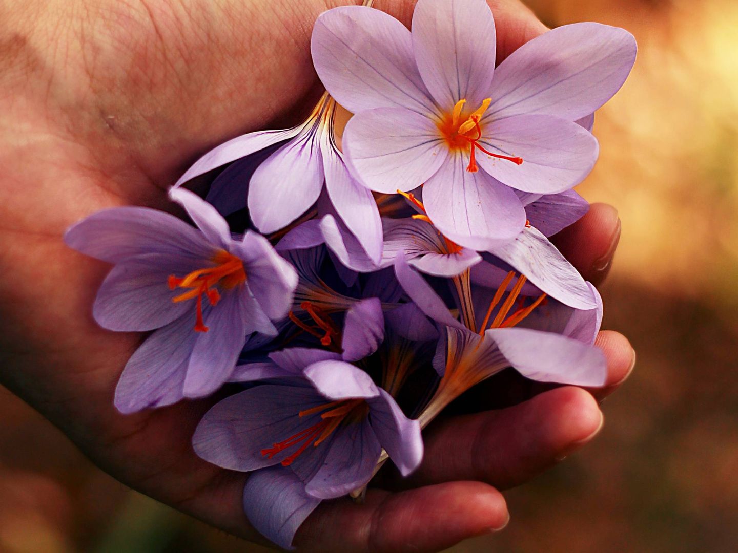 Las flores y sus aromas ayudarán a tu piel. (Unsplash)