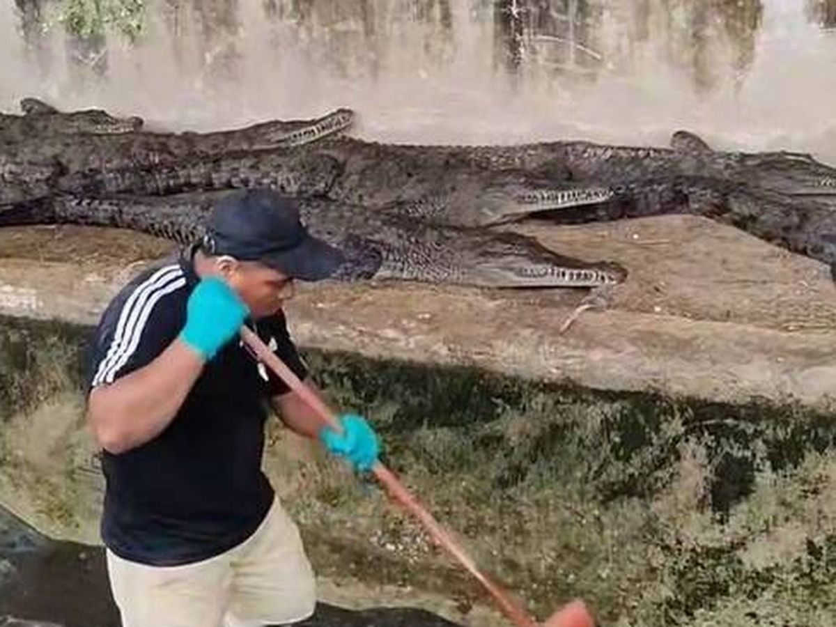 Foto: Un hombre que limpia un estanque de cocodrilos explica por qué ama su trabajo (TikTok/Miguelmoralesz)