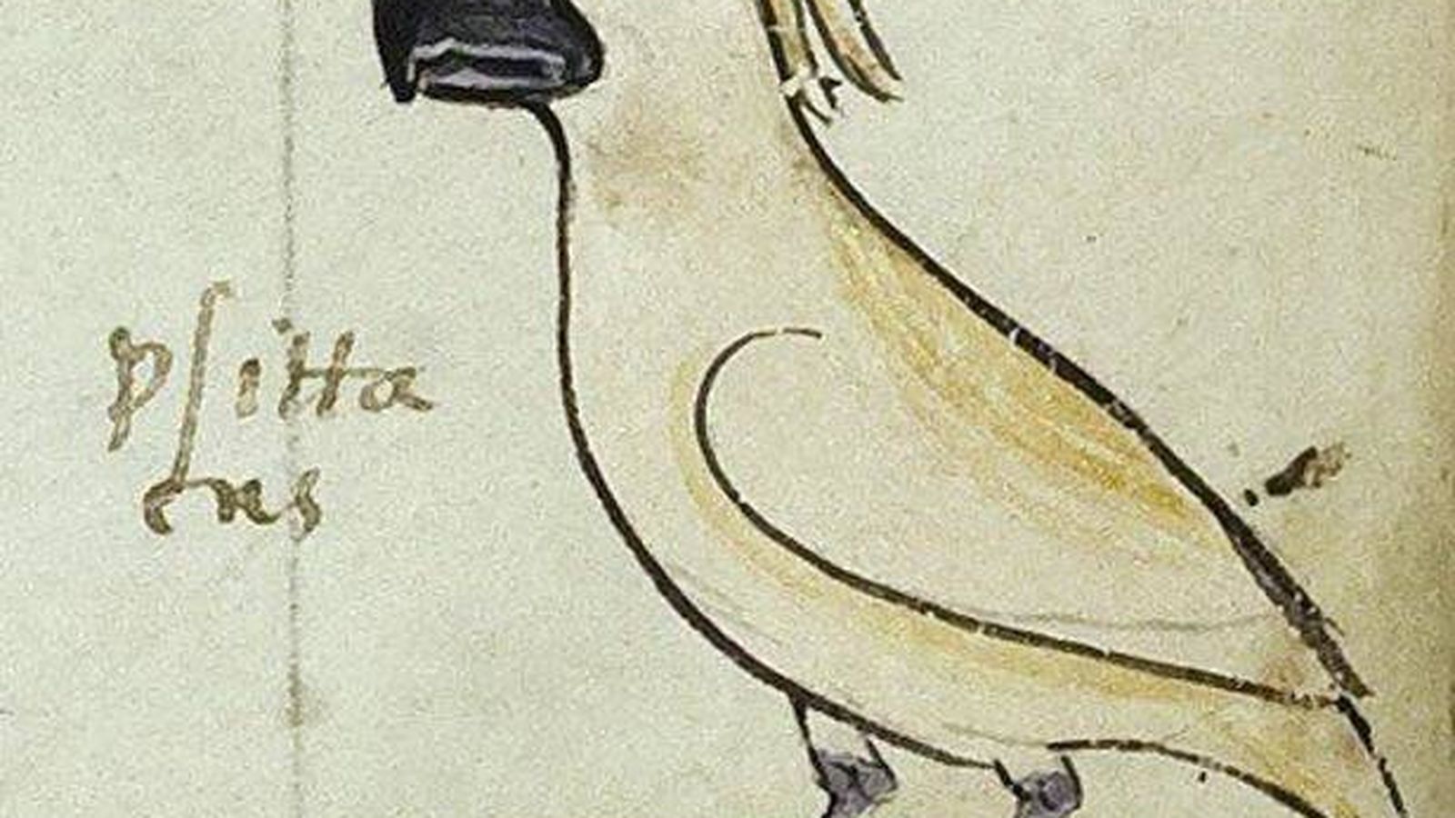 Foto: La cacatúa blanca encontrada en el manuscrito del emperador Federico II. (Biblioteca Apostólica Vaticana)
